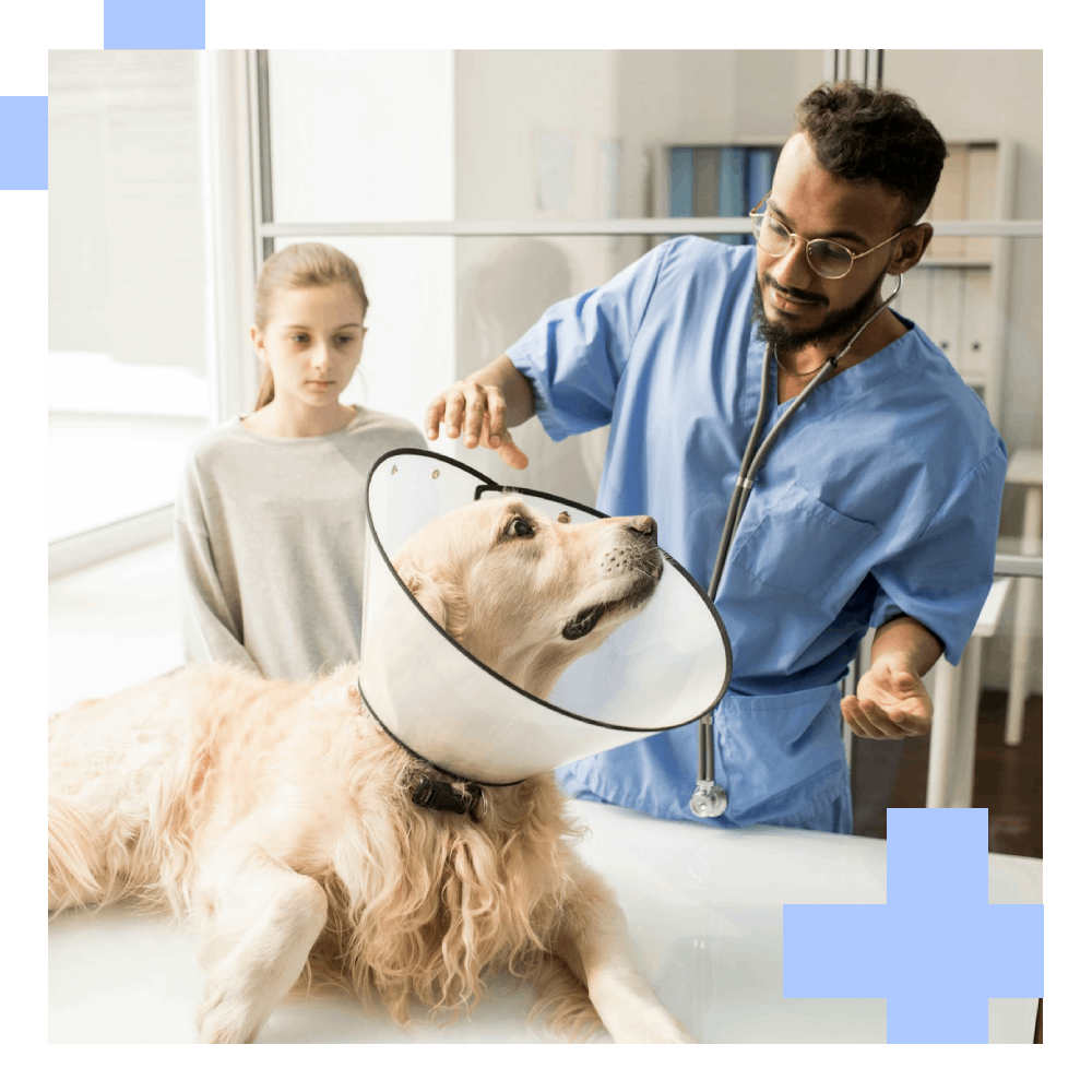 Golden retriever wearing cone, vet exam