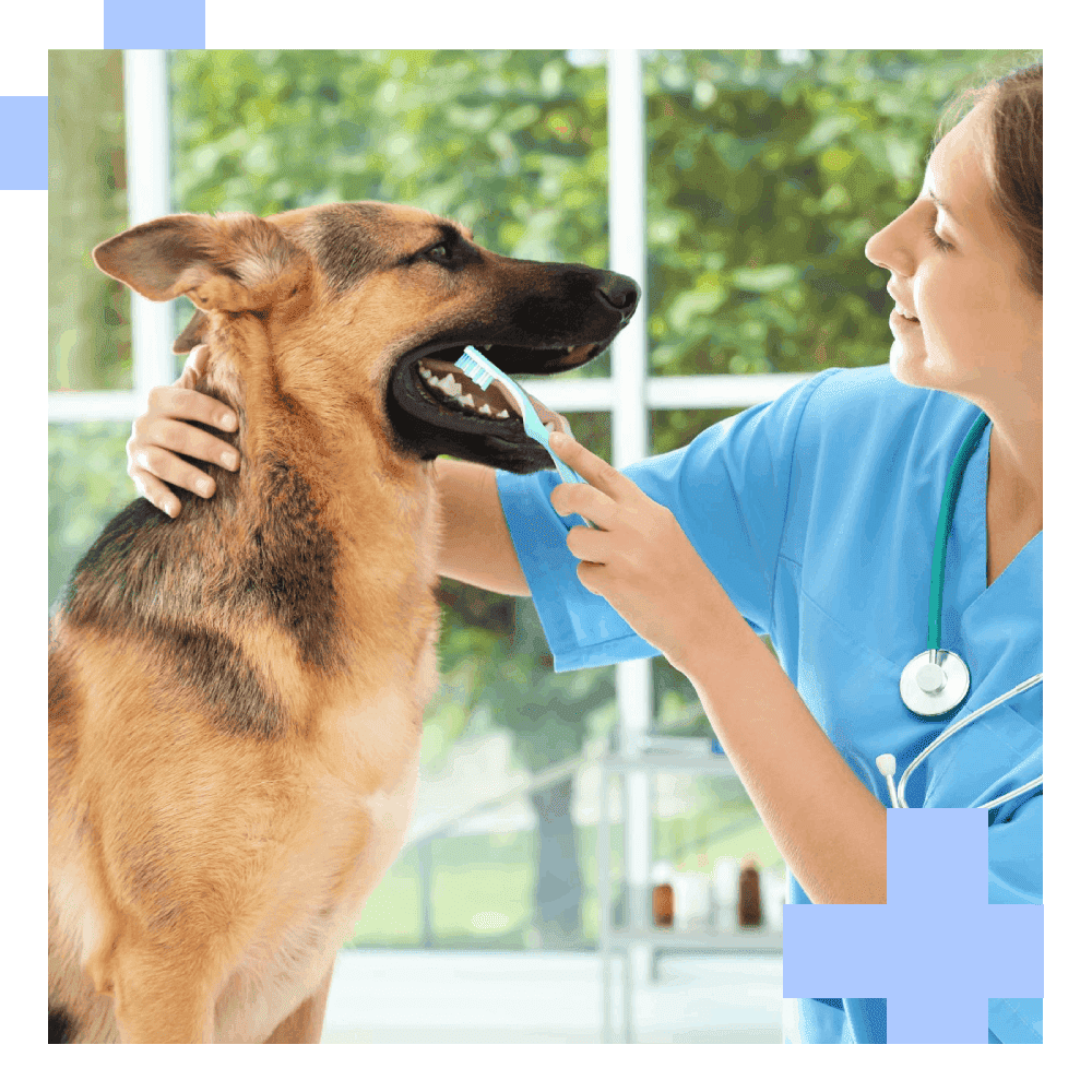 Nurse cleaning German shepherd's teeth