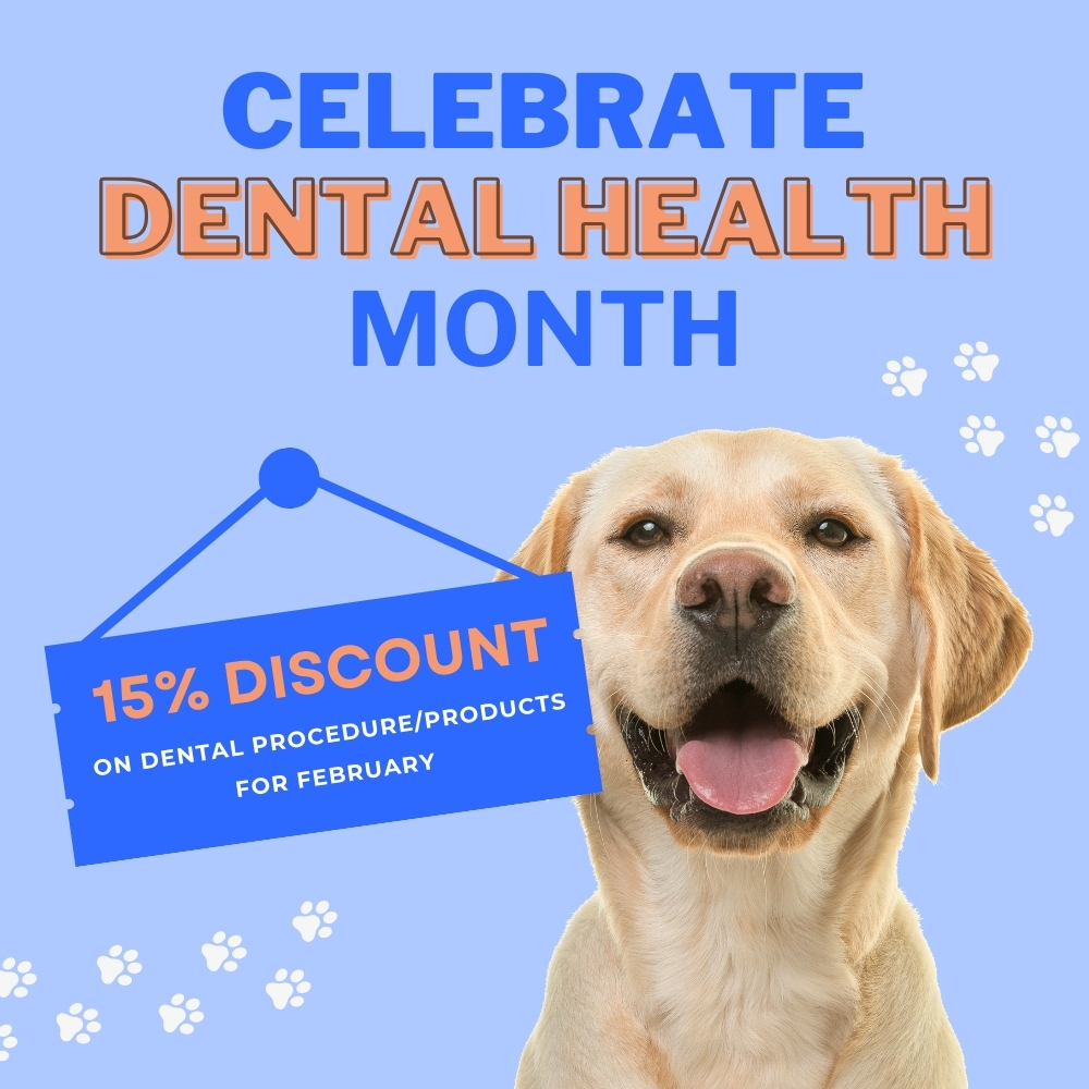 Bellevue Animal Hospital popup