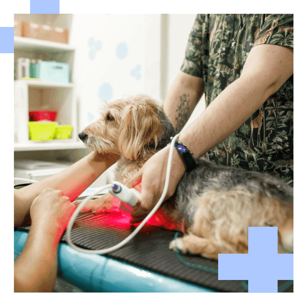 Dog receiving laser therapy treatment