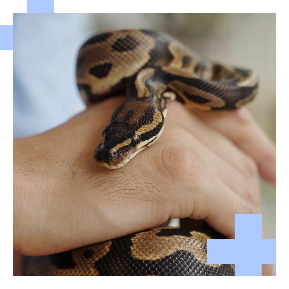 A ball python, with brown and black markings, rests calmly on a person's hand.