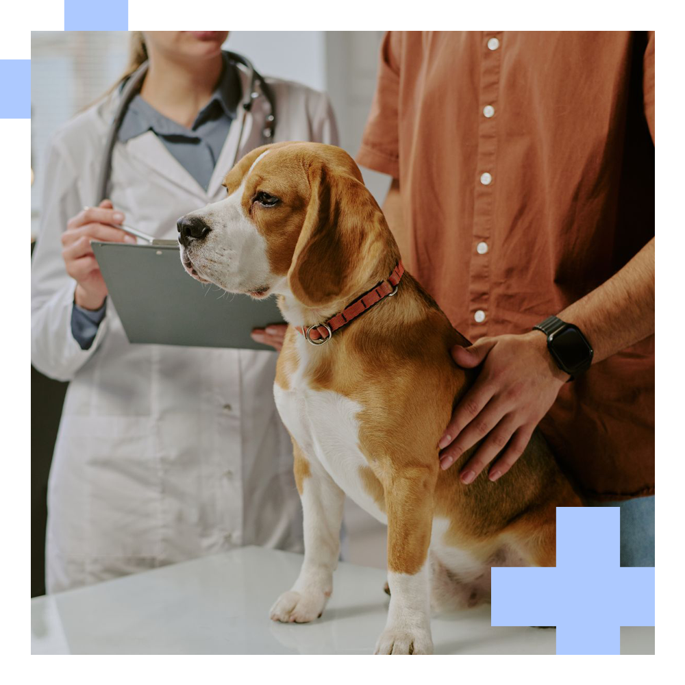 A beagle sits calmly on a veterinary exam table. A vet in a lab coat holds a clipboard.