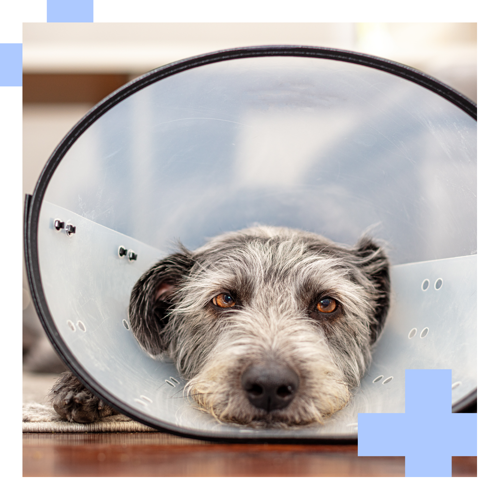 A gray dog with expressive eyes rests its head on a rug, wearing a clear plastic cone.